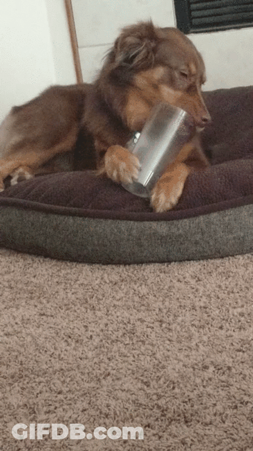 Dachshund Dog Lick Glass GIF