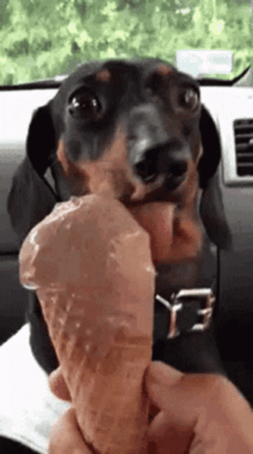 Dachshund Dog Licking Ice Cream GIF