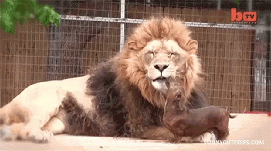 Dachshund Dog Licking Lion GIF
