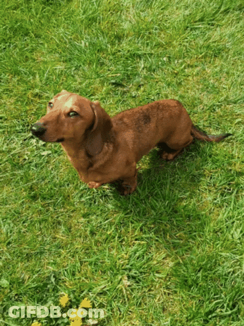 Dachshund Dog Looking Up GIF