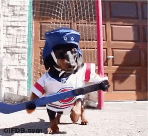 Dachshund Dressed As Hockey Player GIF