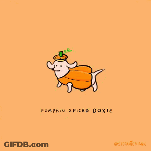 Dachshund Dressed As Pumpkin With Pumpkin Hat GIF