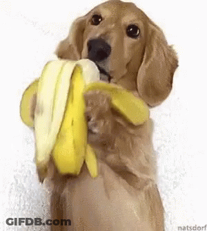 Dachshund Eating Banana With Mouth Open GIF