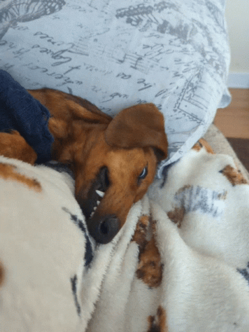 Dachshund Eye Rolling Sleeping GIF