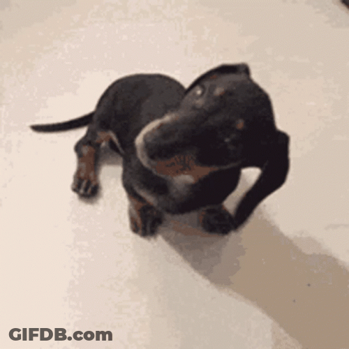 Dachshund Head Rotating GIF