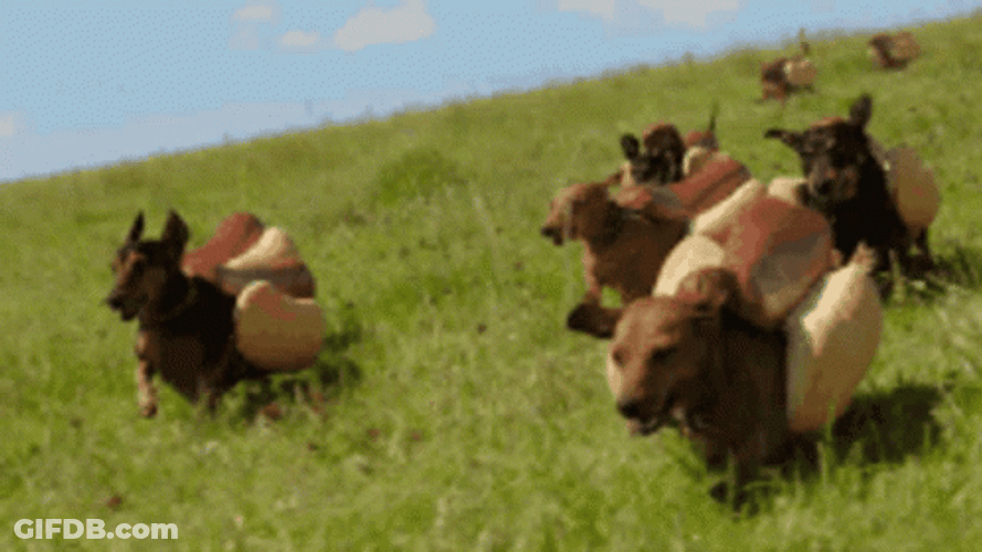 Dachshund Hotdog Sandwich Running On Field GIF