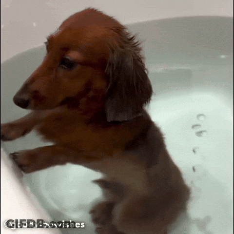 Dachshund In Bathtub Good Vibe Wishes GIF
