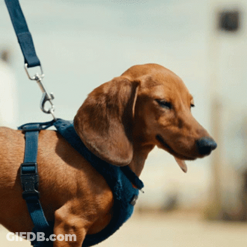 Dachshund In Blue Harness Looking To Side GIF