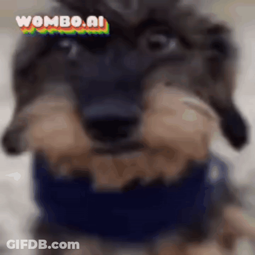 Dachshund In Blue Scarf Funny Face GIF