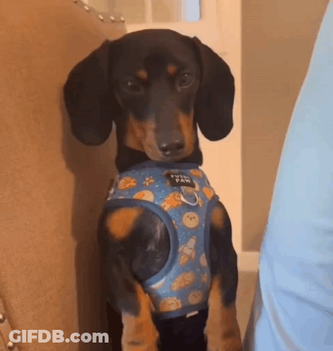 Dachshund In Harness Sitting On Chair Next To Person GIF