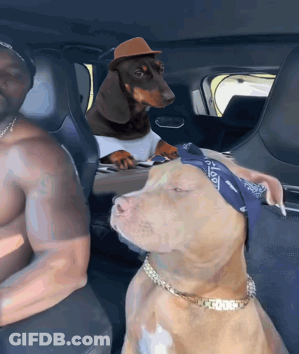Dachshund In Hat And Bandana In Car GIF
