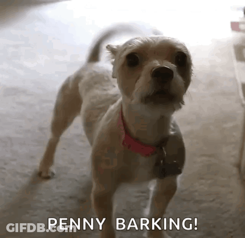 Dachshund In Seahawks Gear Saying Put Me In Coach GIF