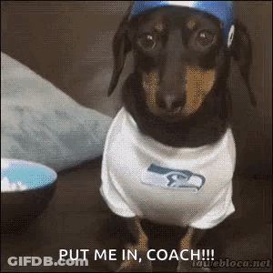 Dachshund In Seahawks Shirt Hat Put Me In Coach GIF