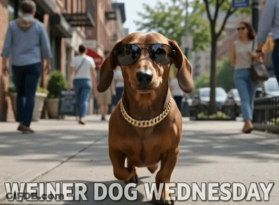 Dachshund In Sunglasses And Gold Chain Weiner Dog Wednesday GIF