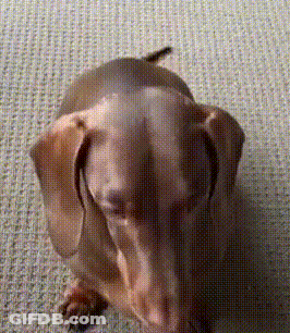 Dachshund Laying Down GIF