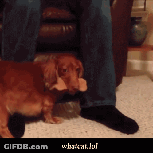 Dachshund Laying Next To Feet With Whatcat.lol GIF