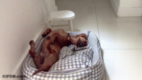 Dachshund Laying On Back In Dog Bed GIF