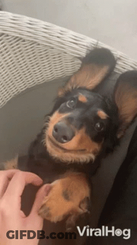 Dachshund Laying On Back In Wicker Chair Being Petted GIF