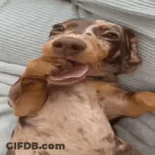Dachshund Laying On Back With Toy In Mouth GIF