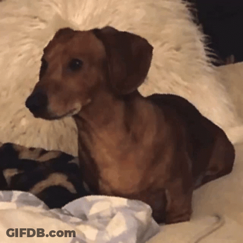 Dachshund Laying On Bed With Furry Pillow GIF