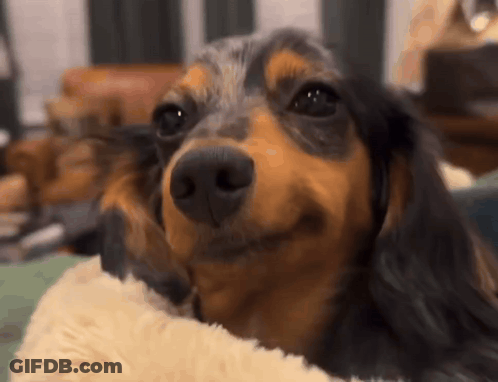 Dachshund Laying On Couch Looking At Camera GIF
