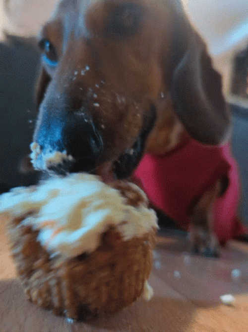 Dachshund Licking Cupcake GIF