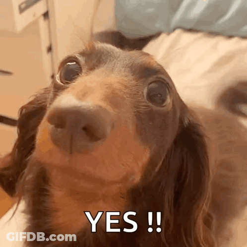 Dachshund Looking At Camera Saying Yes GIF