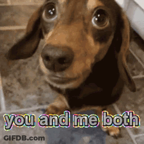 Dachshund Looking At Camera Saying You And Me Both GIF