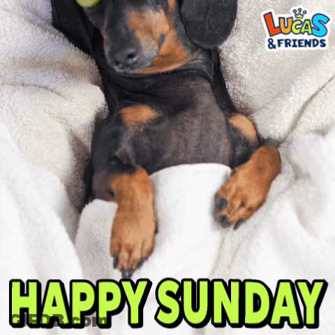 Dachshund Lying On Blanket Happy Sunday GIF
