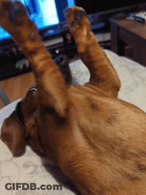 Dachshund Playing Loop GIF