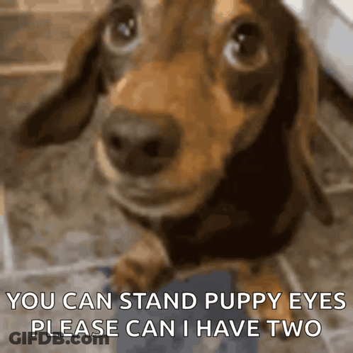 Dachshund Puppy Eyes Please Can I Have Two GIF