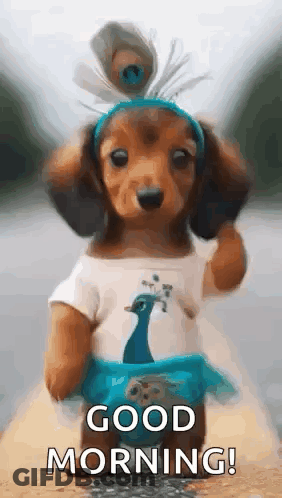 Dachshund Puppy In Peacock Costume With Feather Headband GIF
