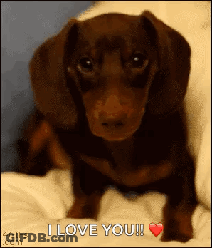 Dachshund Puppy Sitting On Bed Saying I Love You GIF