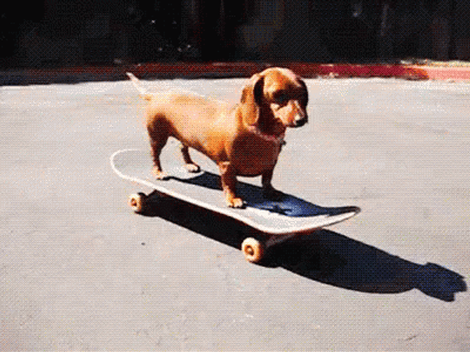 Dachshund Riding On Skateboard GIF