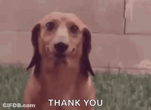 Dachshund Saying Thank You GIF