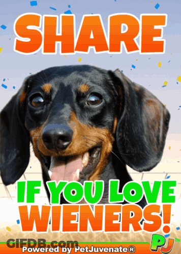 Dachshund Share If You Love Wieners GIF