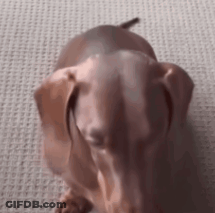 Dachshund Sitting GIF