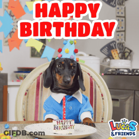 Dachshund Sitting At Table With Birthday Cake GIF