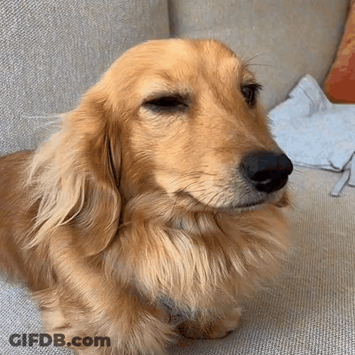 Dachshund Sitting On Couch With Eyes Closed GIF
