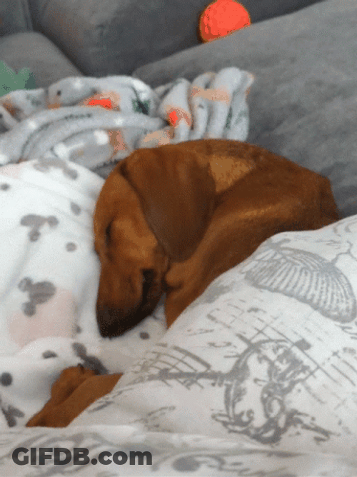 Dachshund Sleeping Tight On Bed GIF