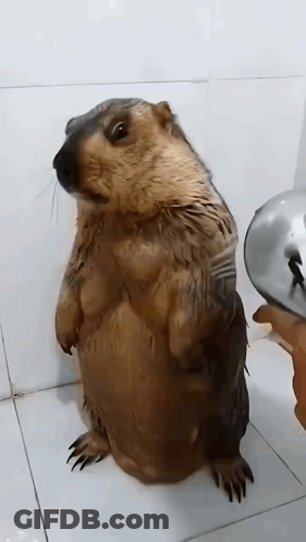 Dachshund Standing On Hind Legs GIF