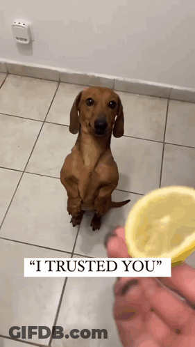 Dachshund Standing On Hind Legs Looking At Lemon GIF