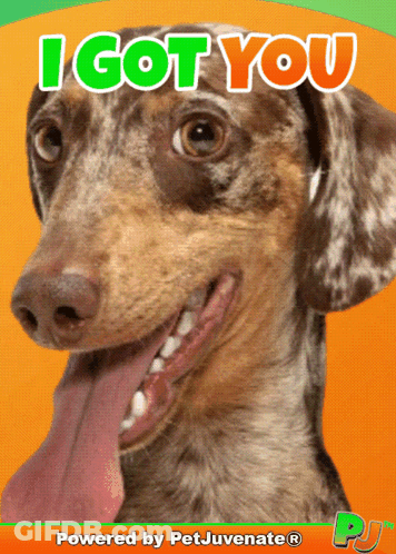 Dachshund Tongue Out I Got You GIF