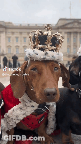 Dachshund Wearing Crown And Red Robe Beside Another Dachshund GIF