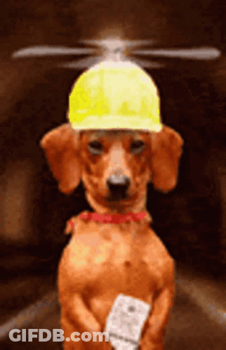 Dachshund Wearing Hard Hat With Remote Control GIF