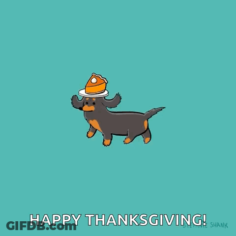 Dachshund Wearing Hat With Pumpkin On Head GIF