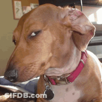 Dachshund Wearing Red Collar And Tag GIF