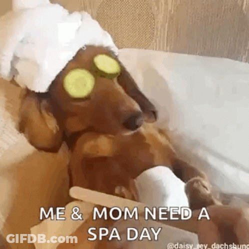 Dachshund With Cucumber Slices On Eyes GIF