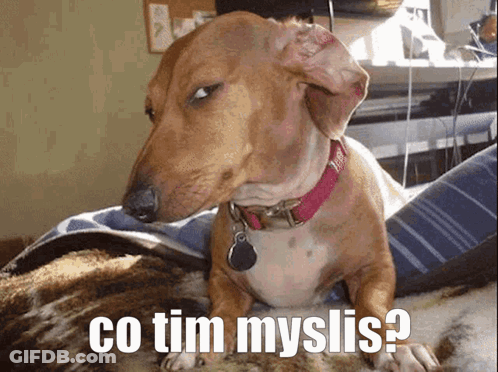 Dachshund With Pink Collar Lying On Blanket GIF