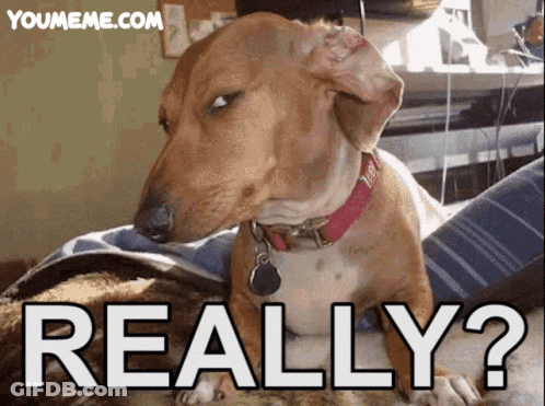 Dachshund With Red Collar Sitting Next To Cat Saying Really GIF